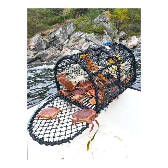 Krabbe/Hummerteine - enkel 62x45x40 cm - 5,5mm - 6kg 